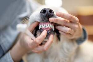 cepillar los dientes de perro
