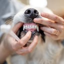 cepillar los dientes de perro