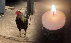 Tras más de dos años de fallecida su dueña, el gallo aún permanece en el sector.