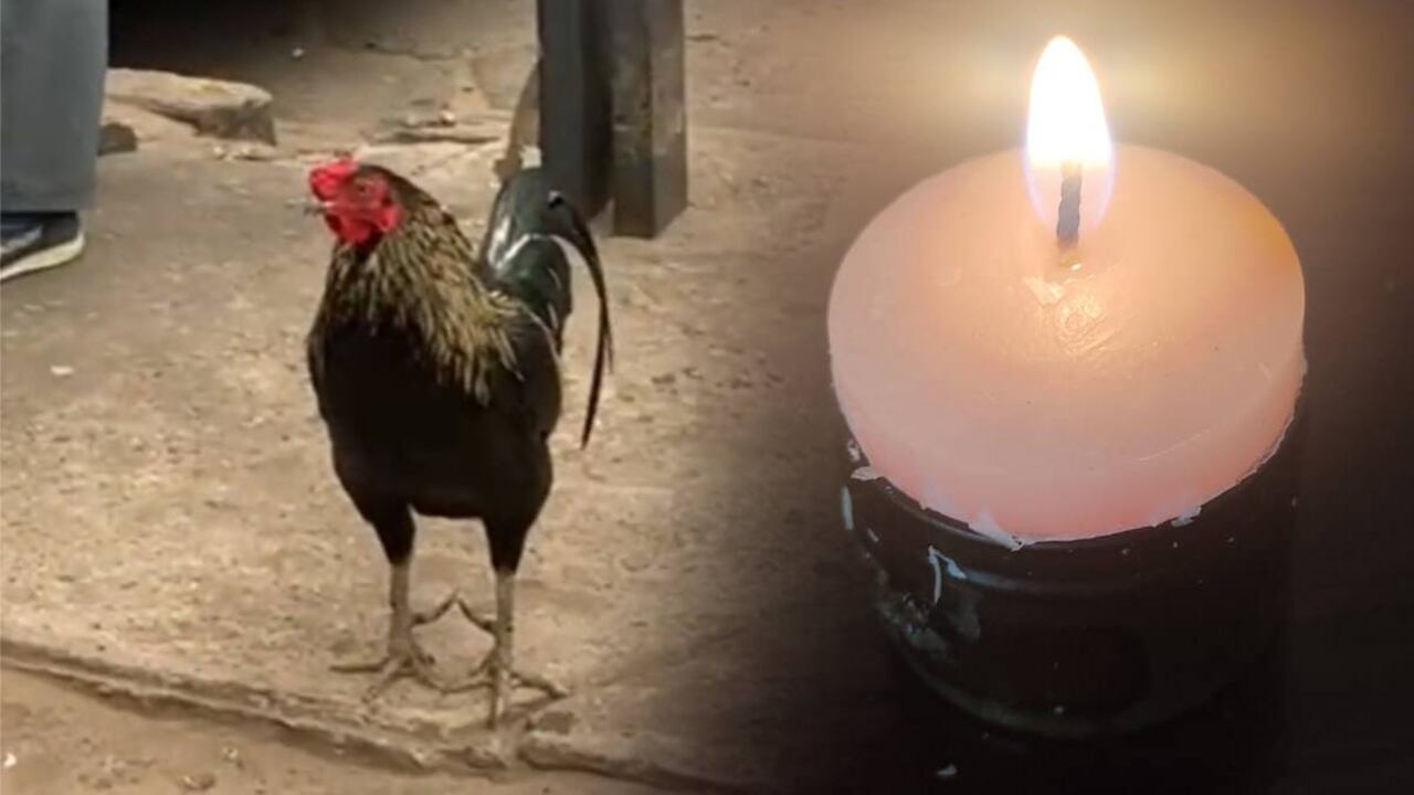 Tras más de dos años de fallecida su dueña, el gallo aún permanece en el sector.