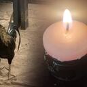 Tras más de dos años de fallecida su dueña, el gallo aún permanece en el sector.