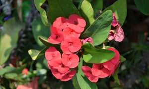 Planta Corona de Cristo