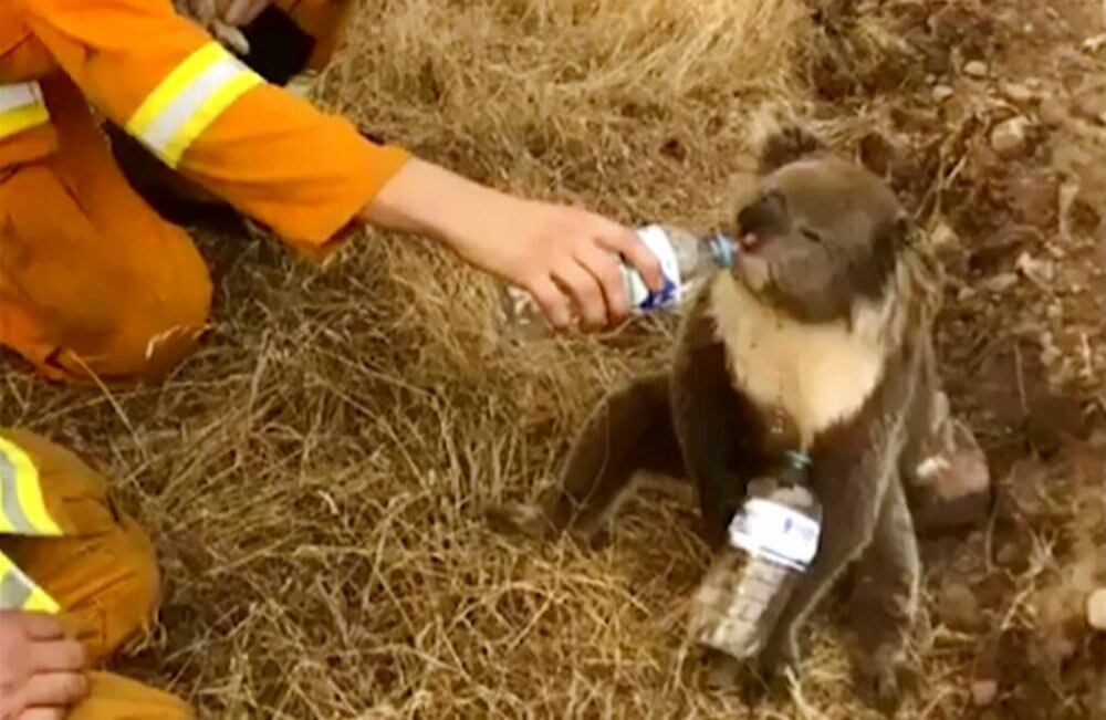 Un koala, sentado sobre heno, bebe de una botella de agua que está siendo sostenida por un bombero en Cudlee Creek, Australia del Sur.  Se cree, de acuerdo con entrevista a experto que realizó la BBC, que han muerto unos 8000 de estos marsupiales, animales icónicos de Australia. Foto del vídeo tomado el 22 de diciembre de 2019, proporcionada por Oakbank Balhannah CFS, vía AP, archivo.
