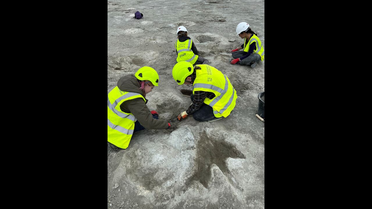 Las huellas descubiertas en el sur de Inglaterra proporcionan nuevos detalles sobre las interacciones entre herbívoros y carnívoros en el Jurásico Medio.