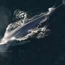 Los científicos estiman que las ballenas azules pueden vivir hasta 80 años o más. Foto: NOAA Photo Library /Wikimedia commons.