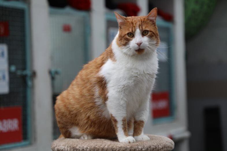 Gato en adopción llamado Fonsi.