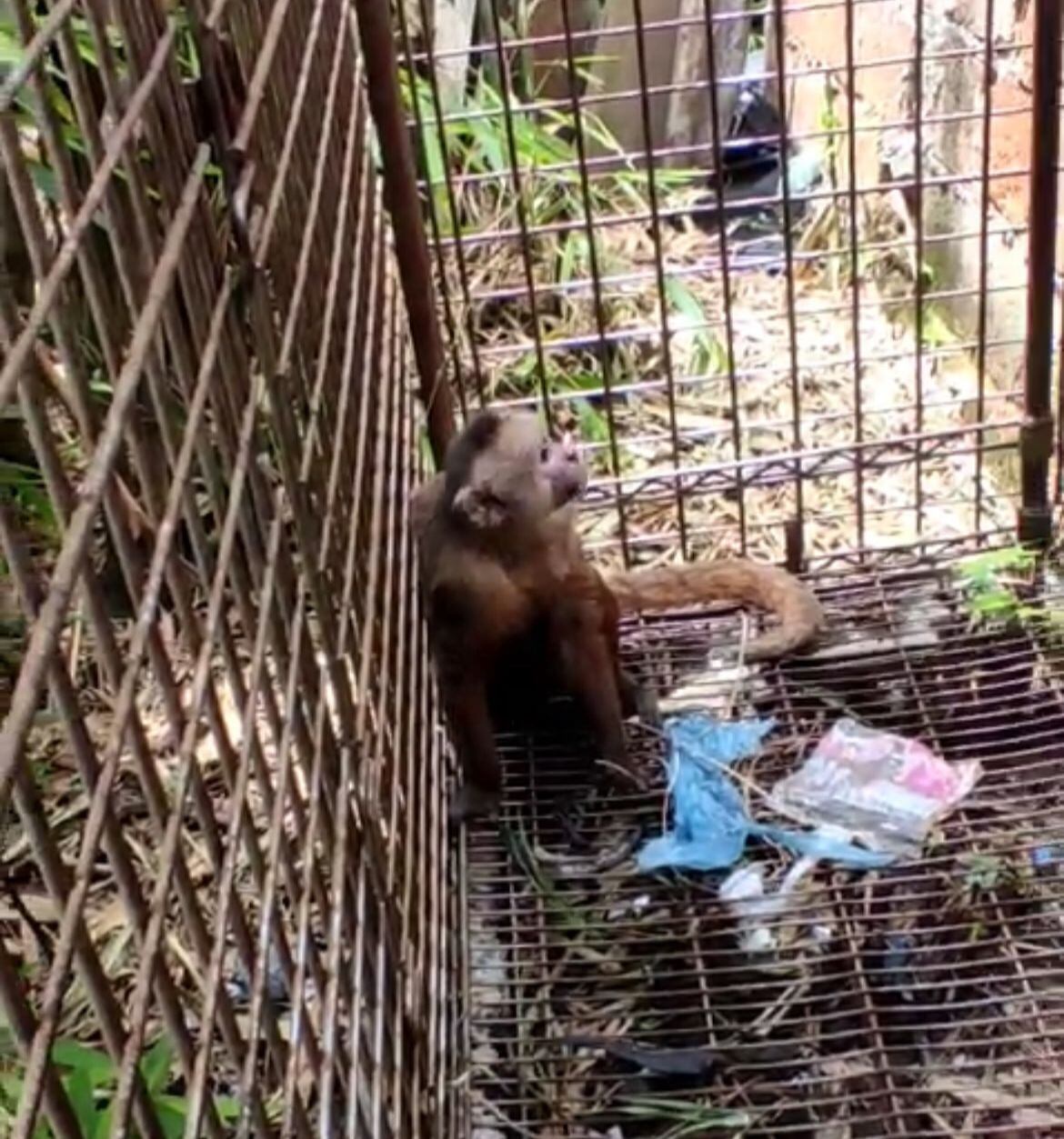 Mono cariblanco atrapado en una jaula trampera en Bucaramanga.