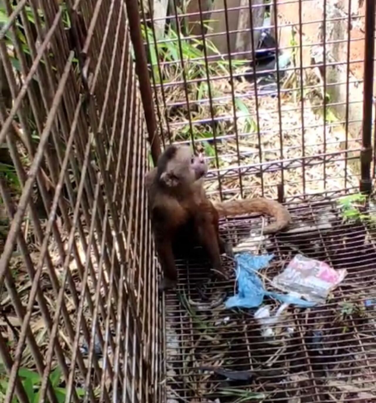 Mono cariblanco atrapado en una jaula trampera en Bucaramanga.