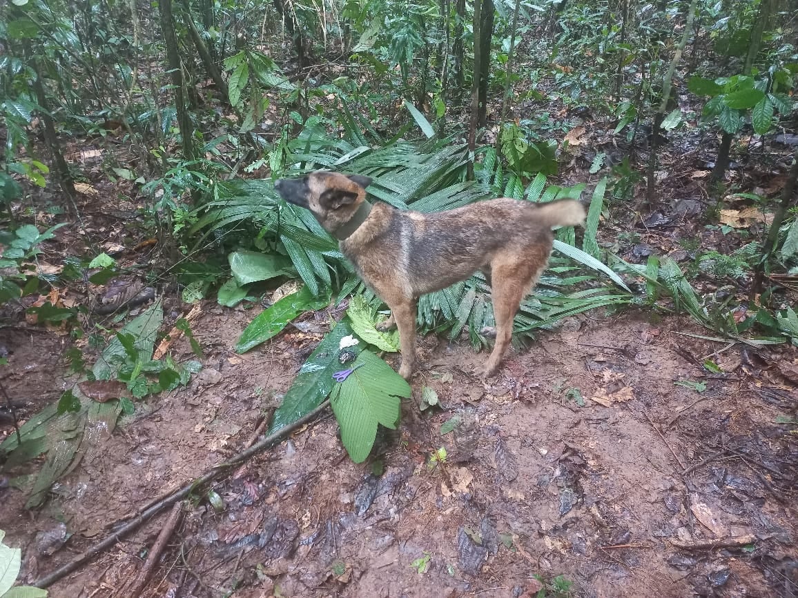 Ulises fue el perro guía que se destacó en la operación de búsqueda de los niños desaparecidos en la selva del Guaviare