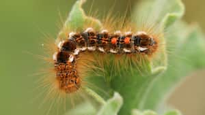 El gusano de la muerte es conocido también como taturana oblicua (Lonomia obliqua).