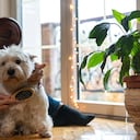 Viviendo con mascotas. Una mujer adulta acaricia y cepilla a su lindo perro mimado