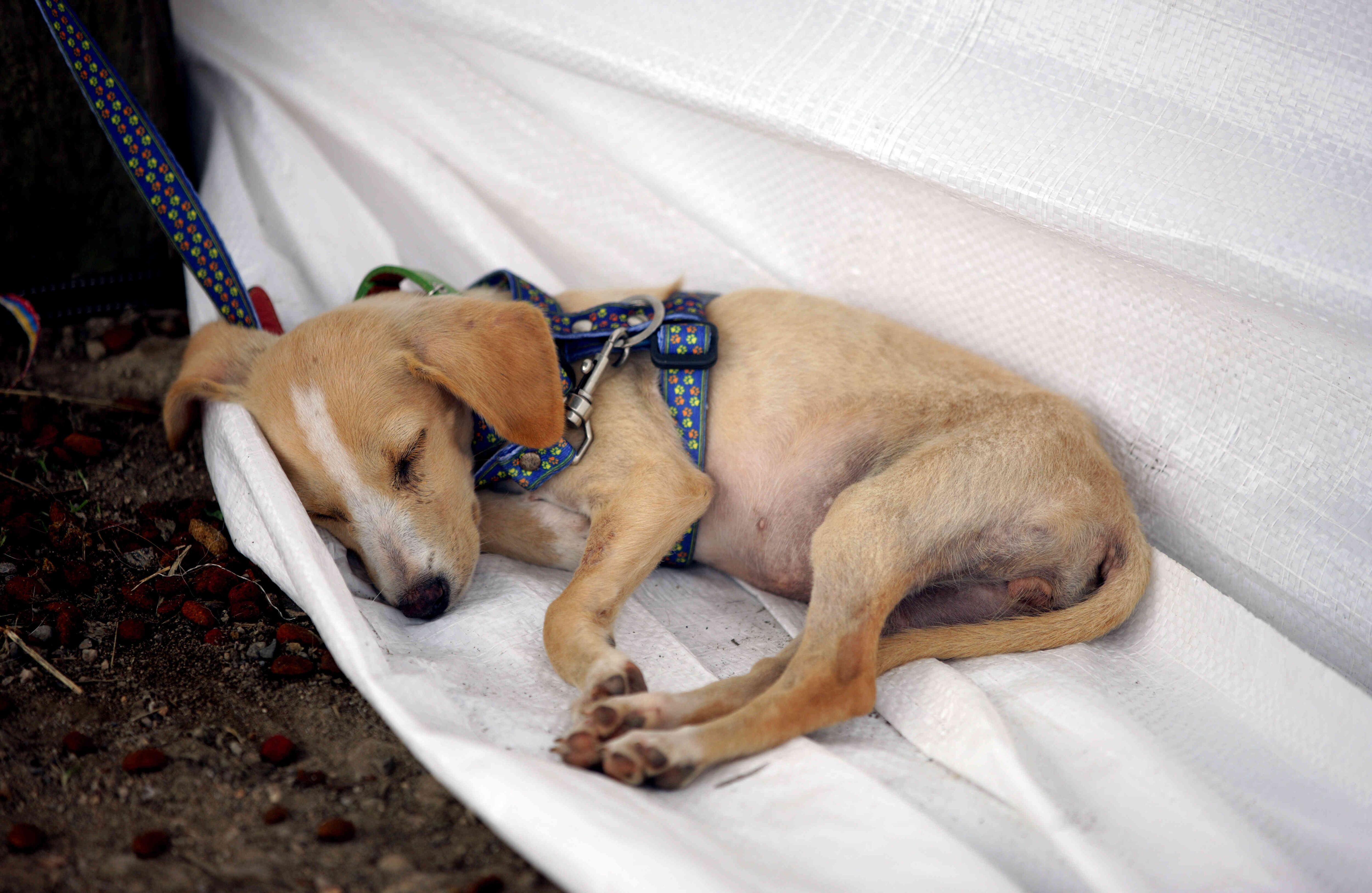 Mascotas,  rescatadas de la zona de tragedia, esperan ser reclamadas o adoptadas. el miércoles 5 de abril de 2017, en un refugio provisional en Mocoa, Putumayo, luego de que una avalancha de lodo y piedra —la noche del 31 de marzo— provocada por el desbordamiento de los ríos Mocoa, Mulato y Sangoyaco, matara a por lo menos 301 personas y dejara un número indeterminado de desaparecidos. Foto: Carlos Julio Martínez / Enviado Especial de SEMANA