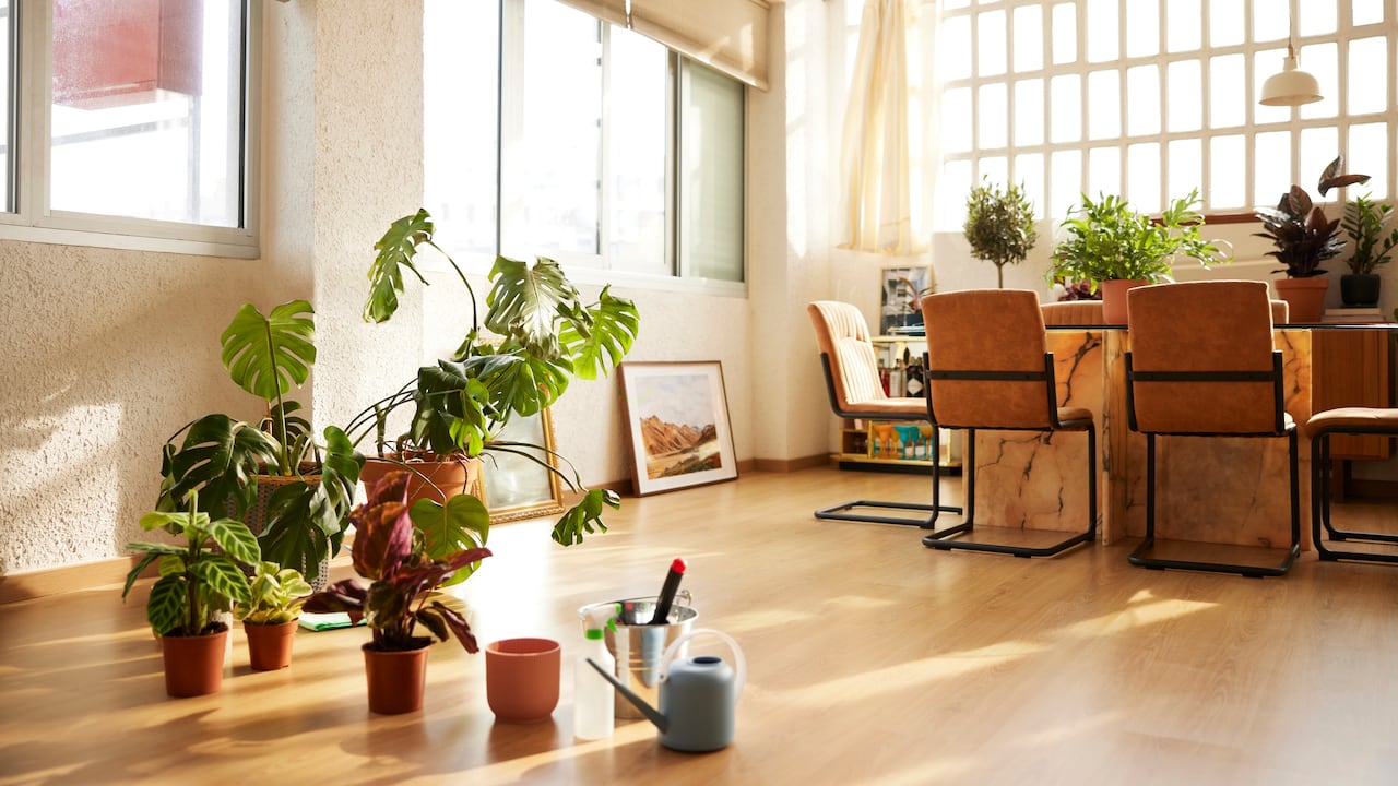 Interior of domestic room. Potted plants with watering can at home.