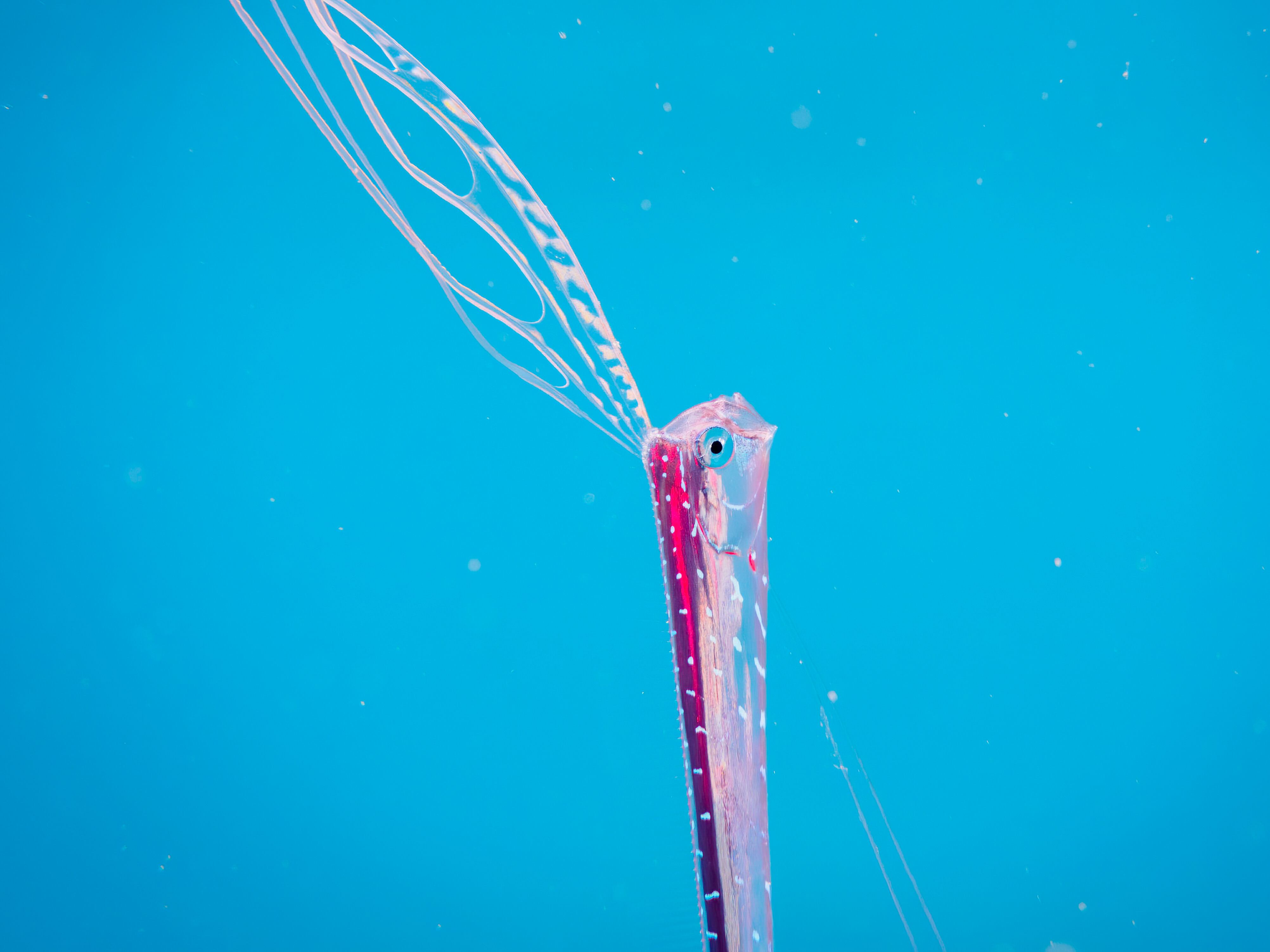 El pez remo es un ejemplo de la riqueza de especies que habitan el planeta.