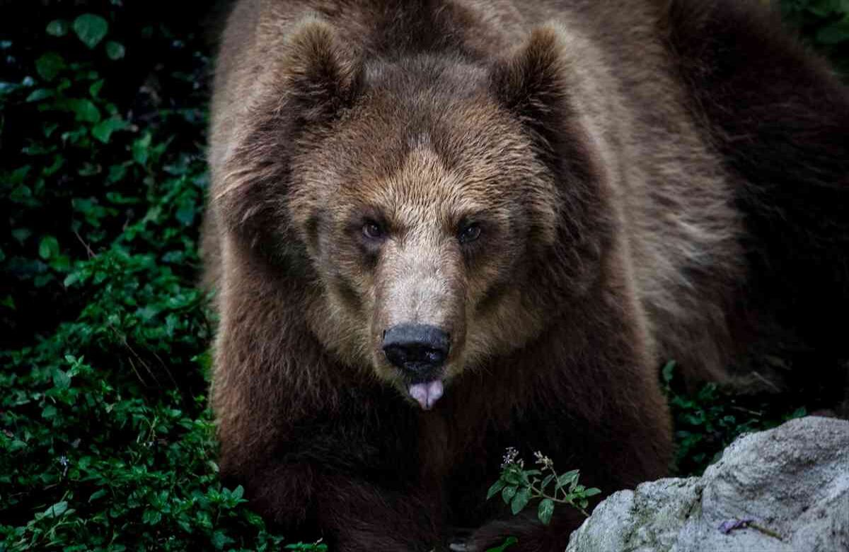 Un Oso pardo (Ursus Arctos Arctos) rescatado después de ser maltratado en un circo, vive en la Fundación Santa Cruz en San Antonio, Cundinamarca, Colombia, el 2 de agosto de, 2019. Foto: Juancho Torres