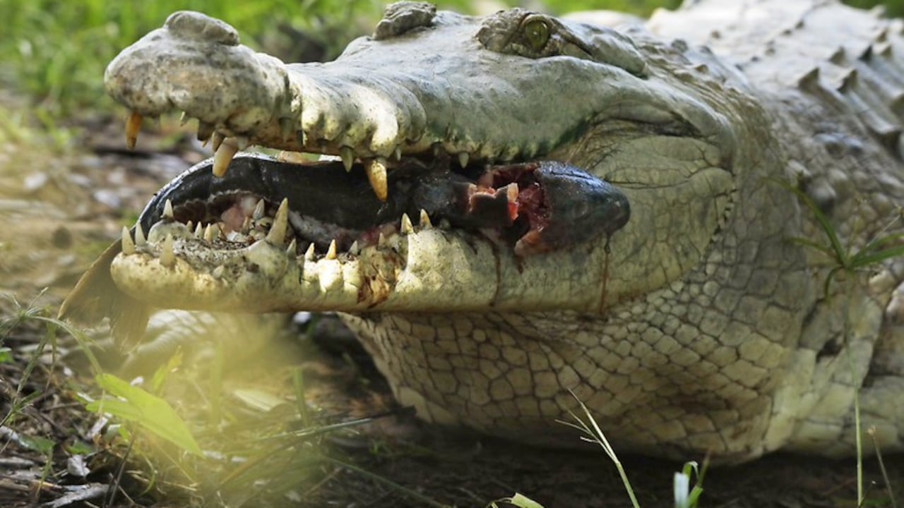 (Fotografía Oficial Ministerio de Ambiente y Desarrollo Sostenible / Iván Felipe Orozco Ardila).