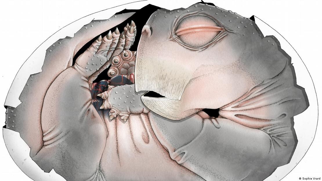 Esta especie logró vivir en medio de la extinción que acabó con el 90 % de la vida.