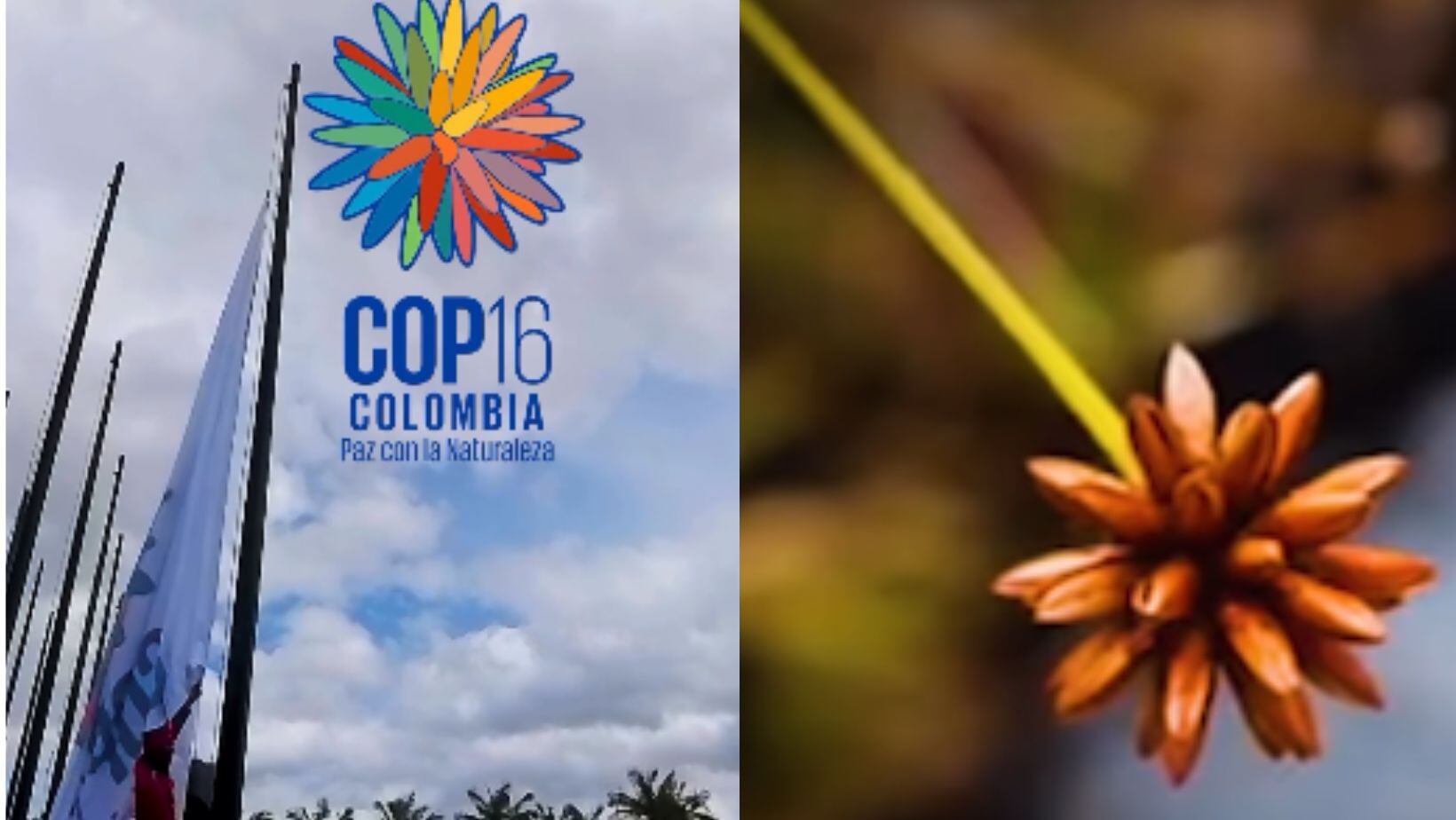 COP16 en Cali: así puede asegurar su participación en este importante evento