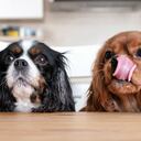 Dos perros sentados detrás de la mesa de la cocina esperando comida