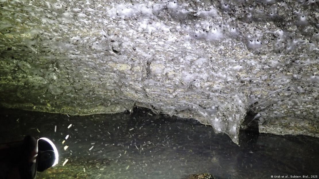 Los científicos confirmaron que las arañas de la cueva evolucionaron para adaptarse al entorno extremo.
