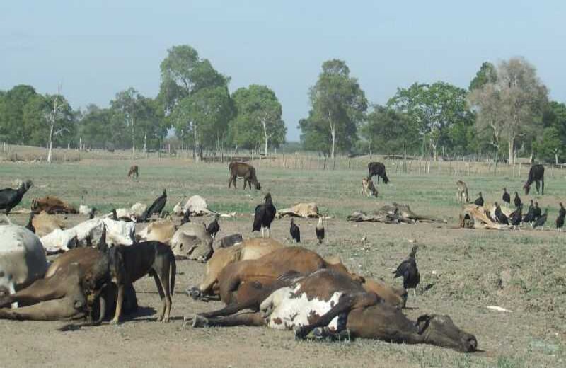 Cortesía de Contexto Ganadero