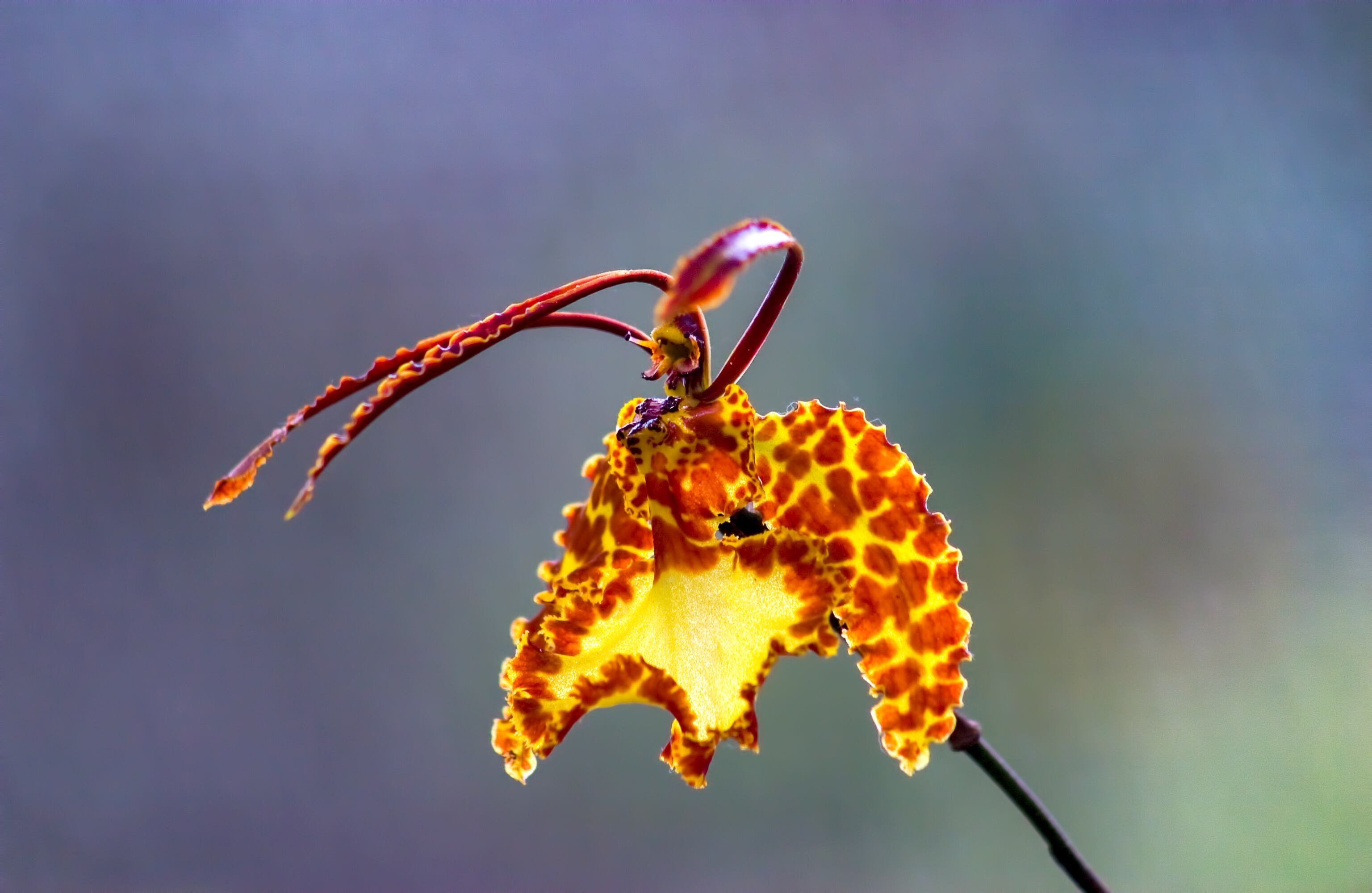 Psychopsis Papilio. También conocida como orquídea mariposa, es originaria de Centroamérica. A las orquídeas se les ha dado usos ornamentales, medicinales, gastronómicos e incluso afrodisíacos. Estas flores juegan un papel clave para el funcionamiento de los ecosistemas y son un indicador de su buena salud. Foto: Mauricio Acosta / Getty Images/iStockphoto
