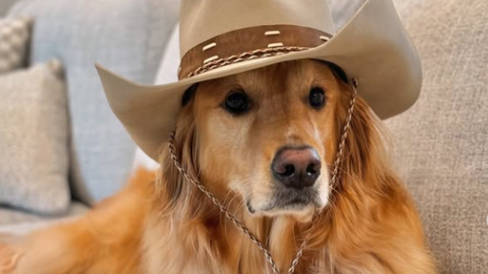 Teddy y la campaña en pro de los animales desplazados por los incendios