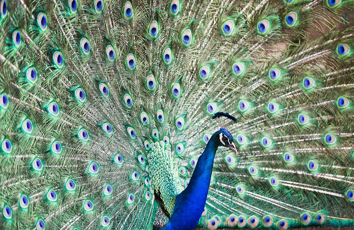 Un pavo real expande sus plumas en un zoológico de Managua, Nicaragua. (AP/Esteban Felix) 