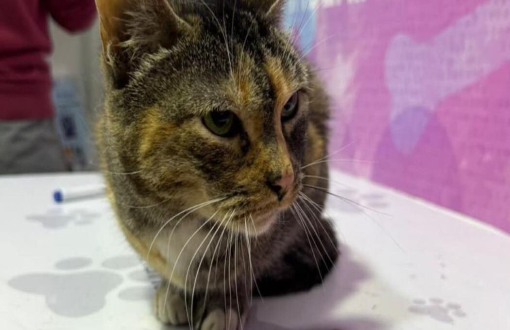 Así fue el rescate de Lucía, una gata de 10 años que quedó atrapada en el tercer piso.