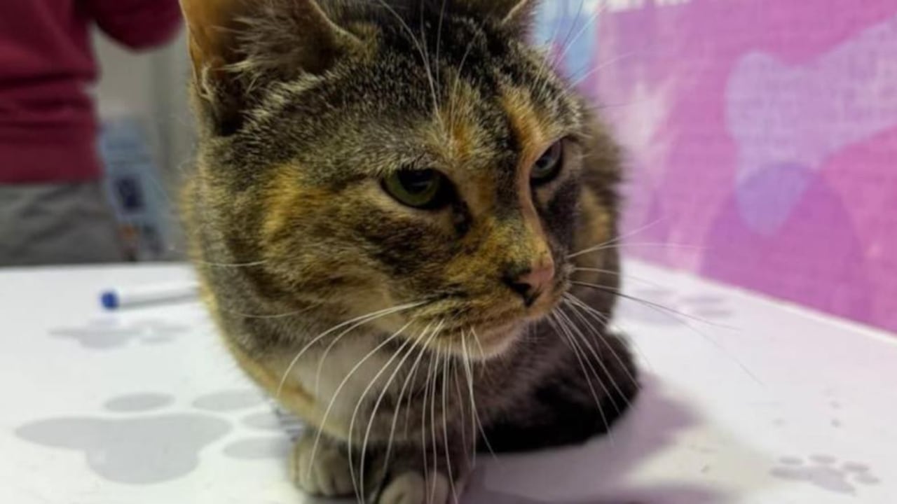 Así fue el rescate de Lucía, una gata de 10 años que quedó atrapada en el tercer piso.