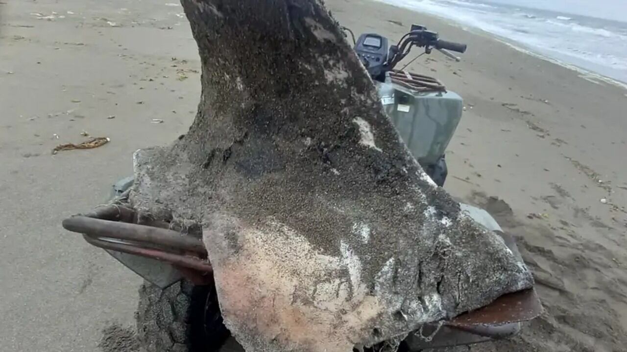 Los autores creen que los mortales ataques habrían ocurrido entre dos subespecies de orcas diferentes.