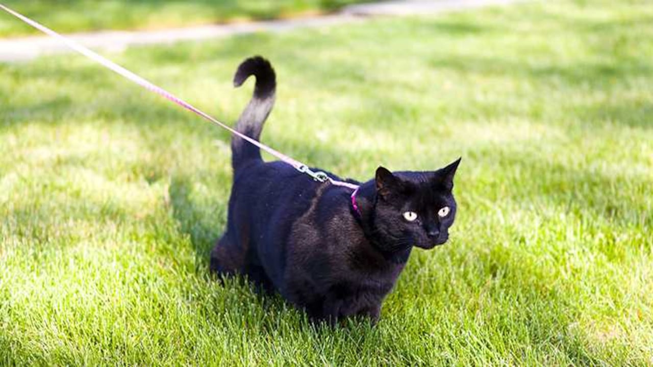 Cada vez son más los amos que disfrutan de una caminata en el exterior en compañía de sus felinos. Conoce cuáles son los secretos para que esta sea una experiencia agradable para ambos.