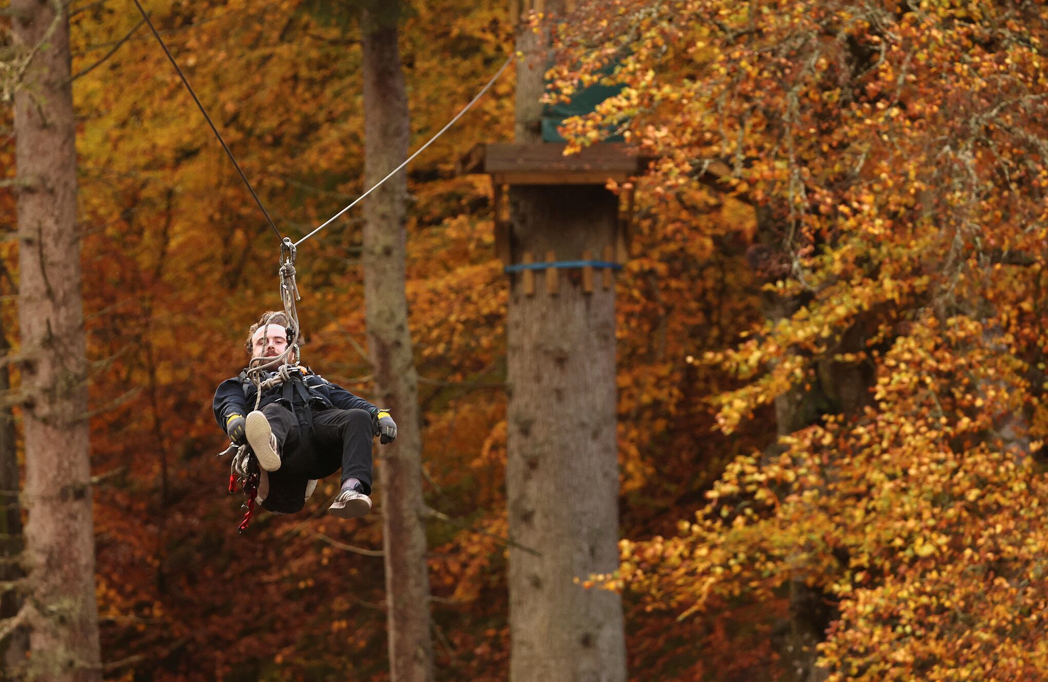 hojas doradas y de color óxido