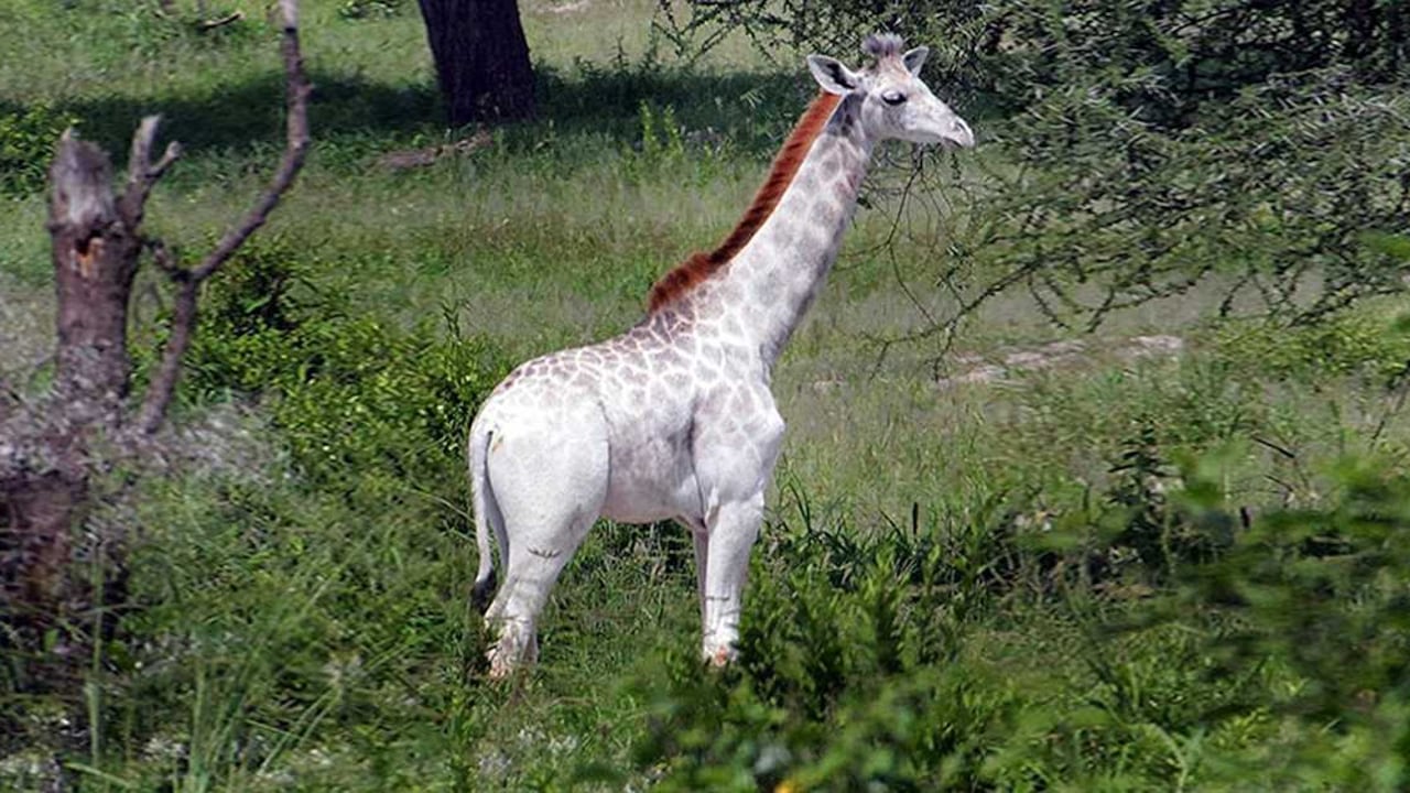 Wild Nature Institute