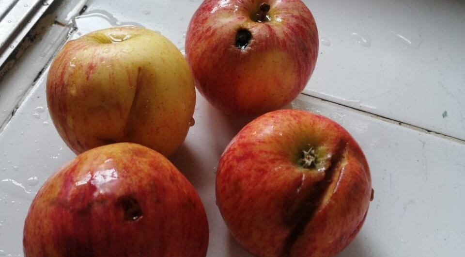 Programa de alimentación escolar en Cali