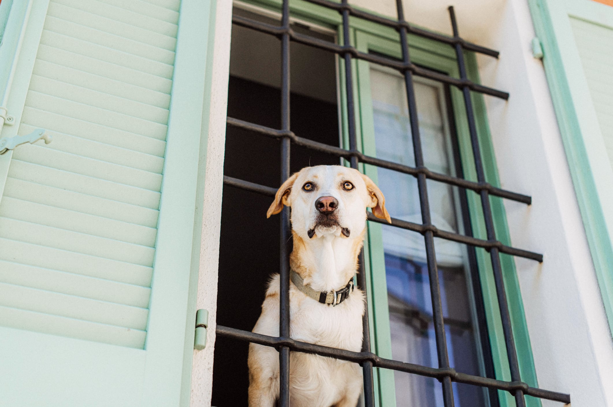 Perro mirando por la ventana