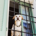 Perro mirando por la ventana