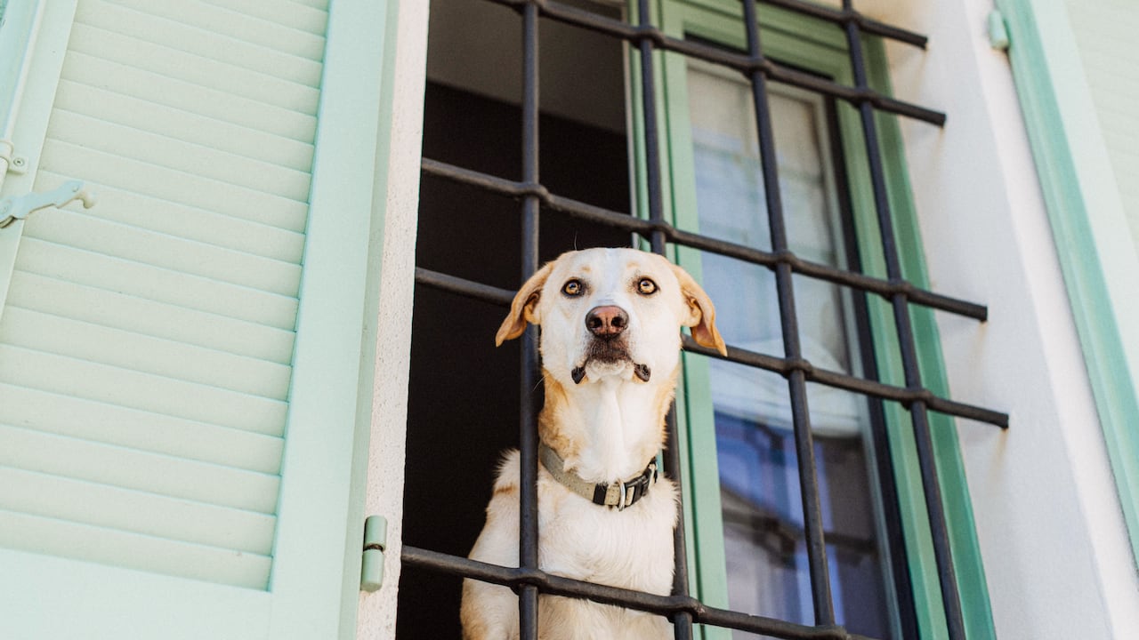 Los perros no deben permanecer muchas horas solos en los hogares.