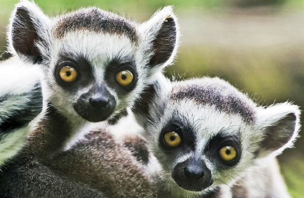 Dos lémures gemelos, de siete semanas de nacido, están en su recinto del zoológico de Erfurt, en Alemania. (AP)