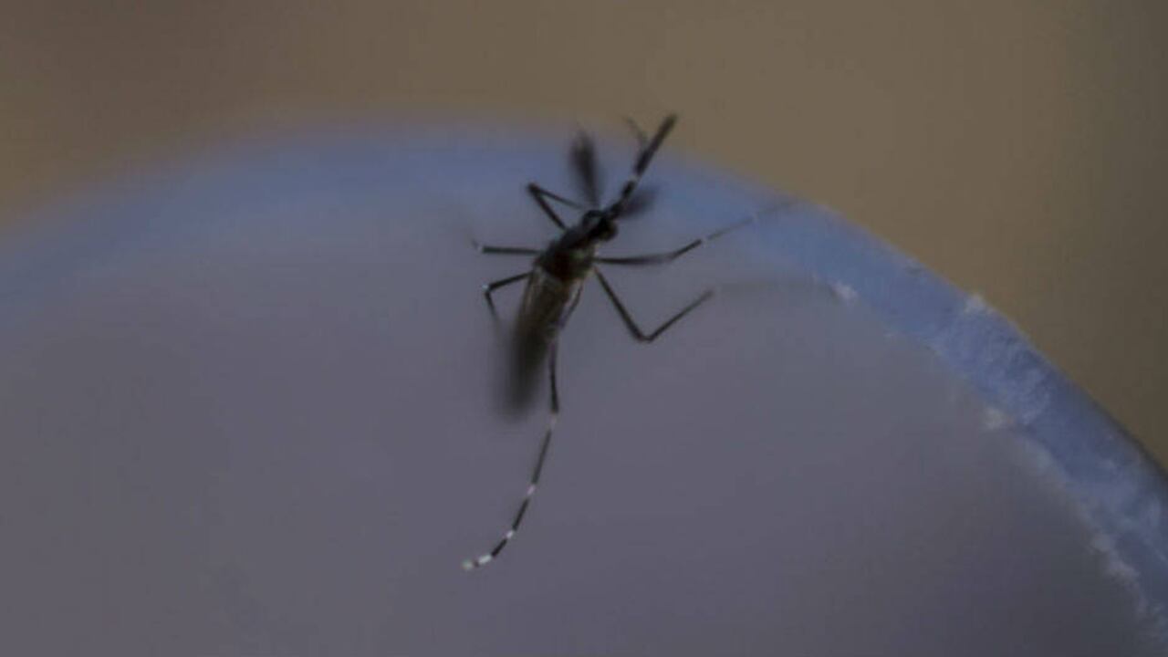 En menos de dos semana, dos menores murieron a causa del dengue en Cartagena.