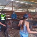 Fiscalía informa dos casos de maltrato animal hacia caballos.
