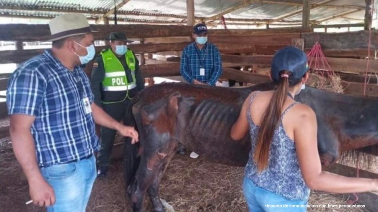 El segundo caso ocurrió el 23 de marzo de 2017 en vía pública de San José del Guaviare (Guaviare). Jeisson Camilo Guerrero Rendón, al parecer, agredió a un caballo llamado Gitano.