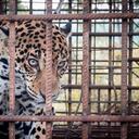 El jaguar ha causado daño en las fincas de los campesinos en donde se ha comido animales domésticos.