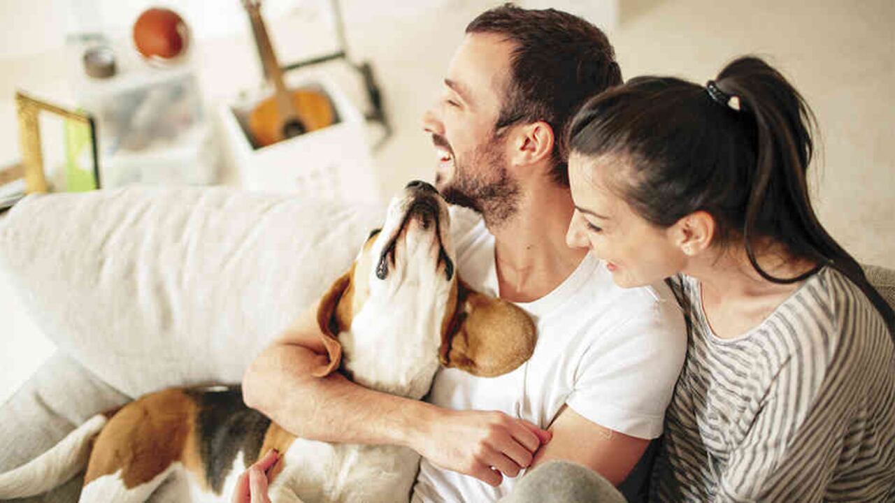 La constitución de familias más pequeñas y, en muchos casos, sin hijos, facilita la presencia de mascotas.