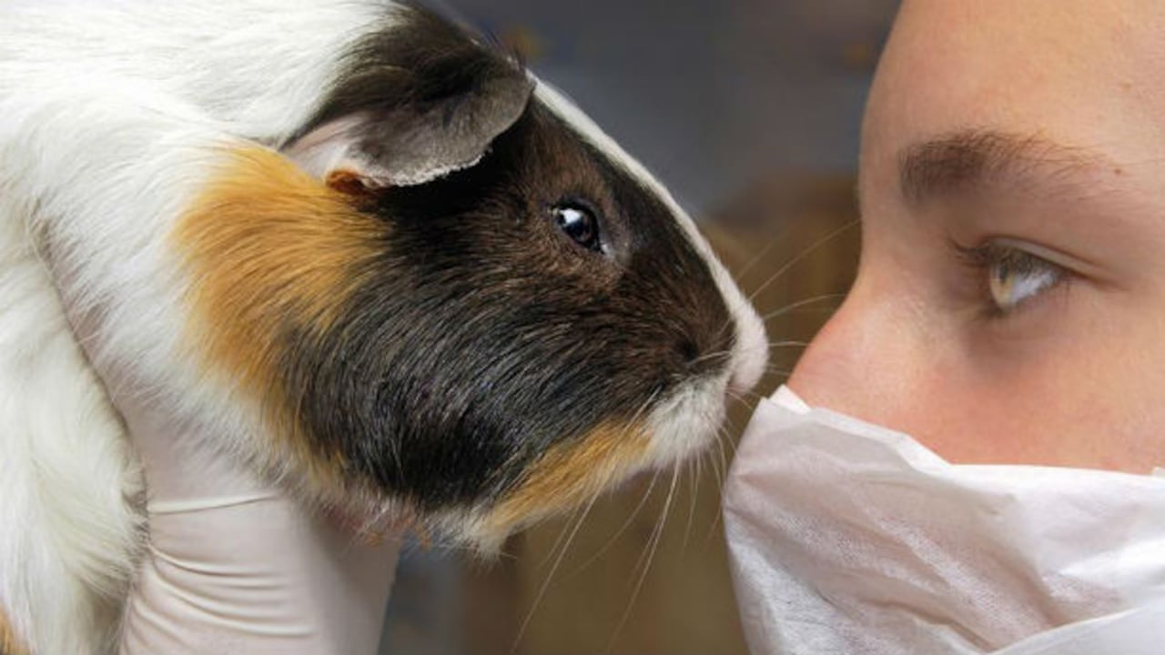 En Alemania, cerca de 8.000 animales mueren cada día en los laboratorios.