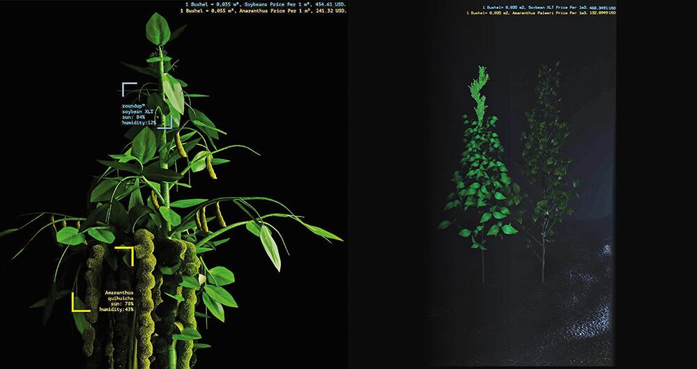 Dos semillas, una obra mundial_2