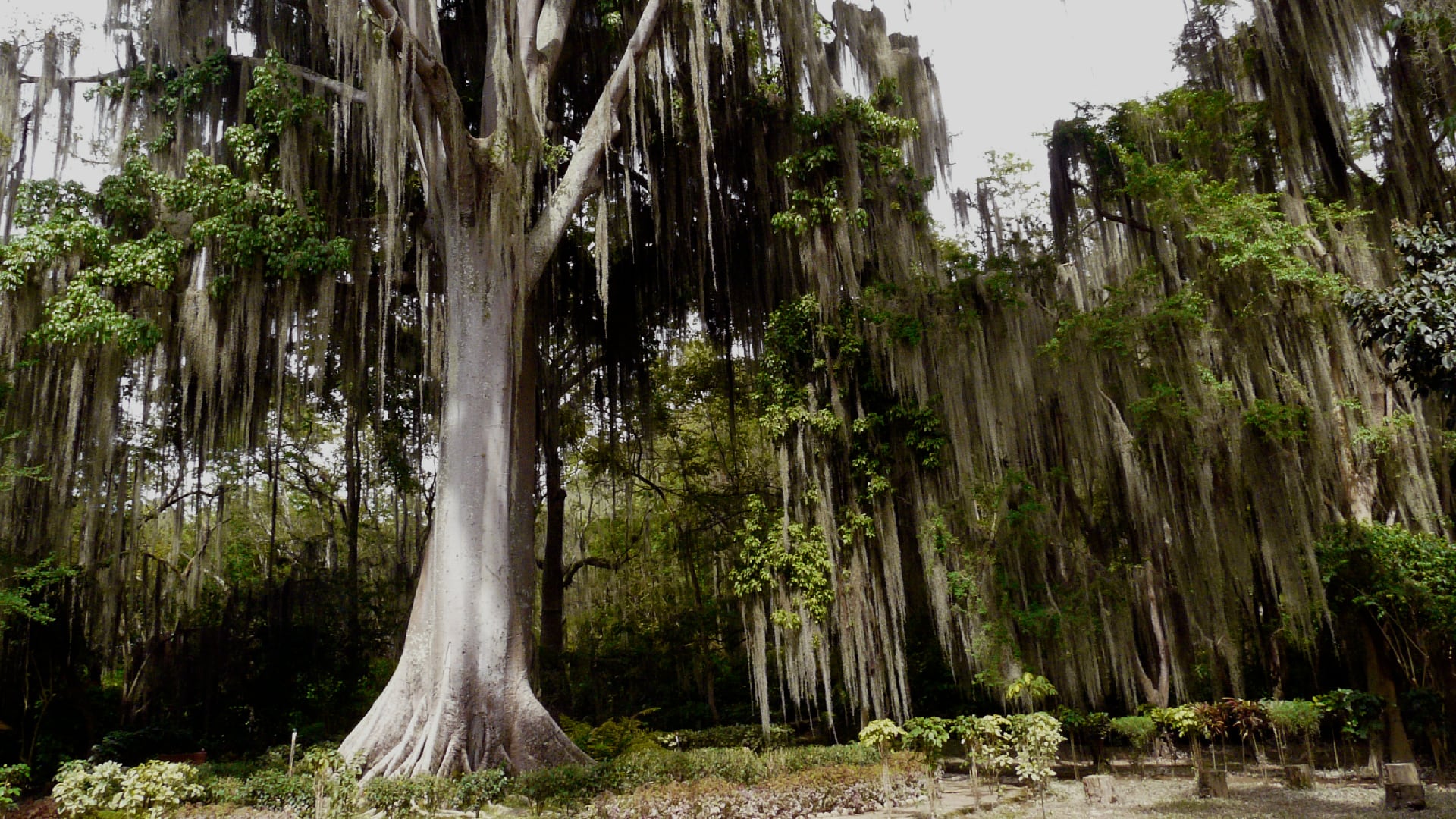 Parque natural El gallineral, en San Gil, Santander.