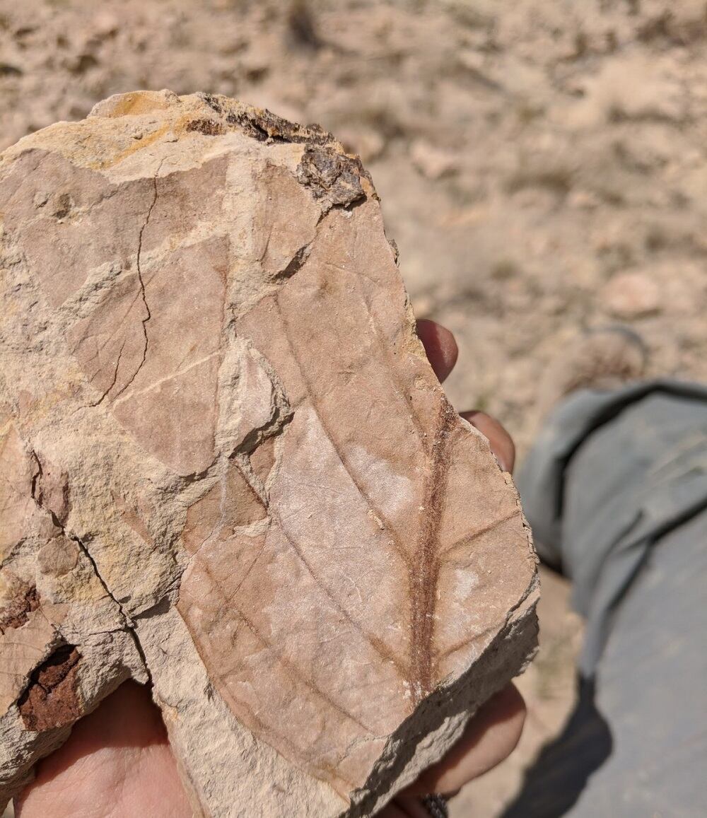 Investigación sobre bosques tropicales