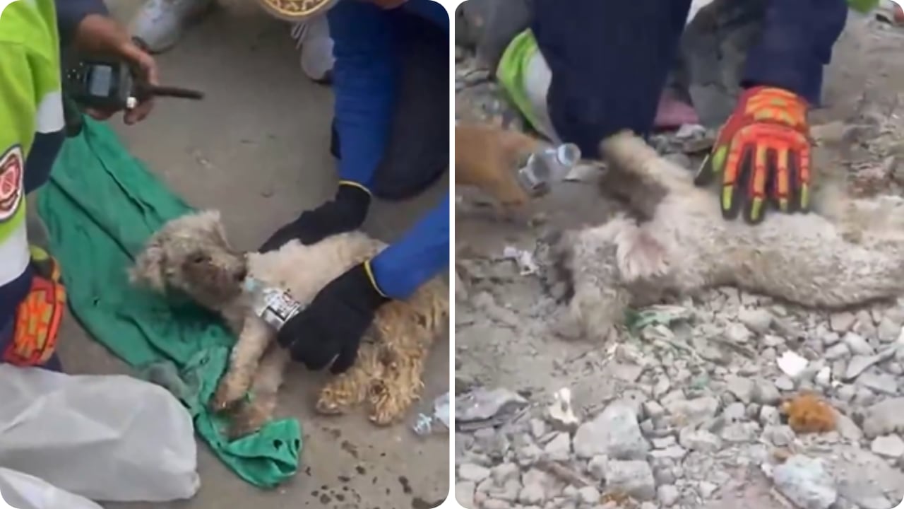Un video mostró el momento en que rescatistas encontraron con vida a la pequeña sobreviviente.