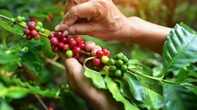Cultivo de café